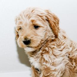 Goldendoodle Puppies from Alaya Rae doodles