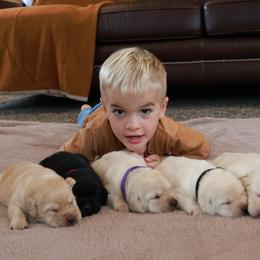 Labrador Retrievers from Swatara Creek Labradors LLC
