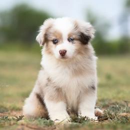 Ashlyn - Red merle female Miniature American Shepherd puppy in Snyder, Texas from RLA Miniature American Shepherds