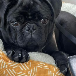 Pugs from Spillman's Pugs
