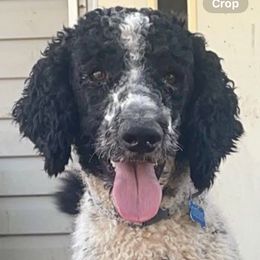 Aussiedoodle, Australian Shepherd, and Poodle All Grown Up from Barefoot Kennel