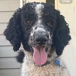 Aussiedoodle, Australian Shepherd, and Poodle All Grown Up from Barefoot Kennel