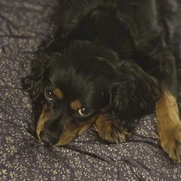 Cavalier King Charles Spaniel Puppies from Family first cavaliers