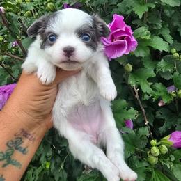 Cosmic - White female Chihuahua puppy in Amity, Pennsylvania from Baxters Chihuahuas