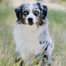 Miniature Australian Shepherd puppies from TK Standard, Mini, & Toy Aussies