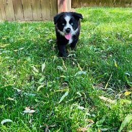 Allen - Black & white male Miniature Australian Shepherd puppy in Phillipsburg, New Jersey from Dusty Dogs Miniature Australian Shepherds