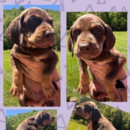 FOXY - Chocolate female Great Dane puppy in Wellsville, New York from Prophecy Danes