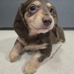 Coco - Chocolate and cream female Dachshund puppy in Oklahoma City, Oklahoma from OkieDoxieland Dachshunds