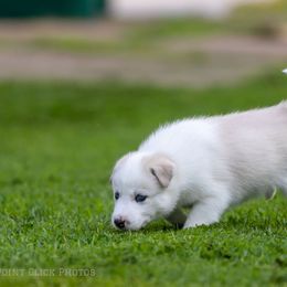 Siberian Husky Puppies from Lilbearshuskies