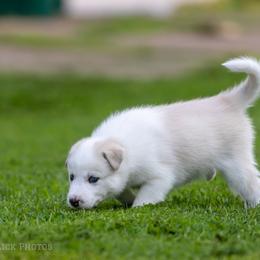Siberian Husky Puppies from Lilbearshuskies