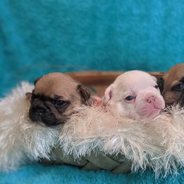 Bulldog and French Bulldog Puppies from Rohde's Road Dog Bullies