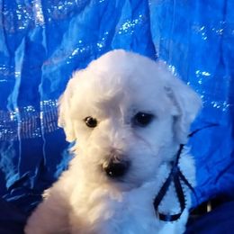Bichon Frises from Catherine's Bichon Frise