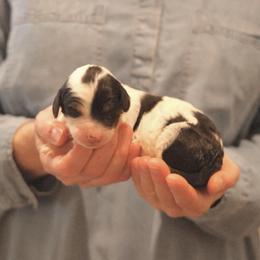 Stratus - Black and white female Sheepadoodle puppy in Cleveland, Tennessee from Narrow Path Old English & Sheepadoodles