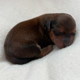 Teddy - Red male Dachshund puppy in Colorado Springs, Colorado from Clear Creek Dachshunds