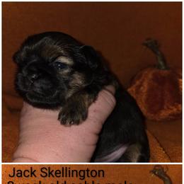 Jack Skellington - Sable male Shih Tzu puppy in Fairview Park, Ohio from Sunshine Shih tzus