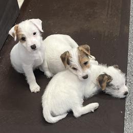 Parson Russell Terrier Puppies from spring canyon