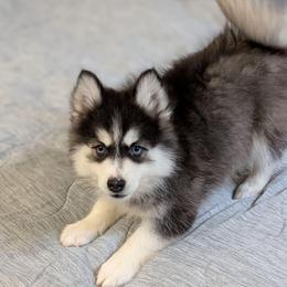 Strati -Male- Blue eyes - Black and white male Pomsky puppy in Hurleyville, New York from My Crazy Pomskys