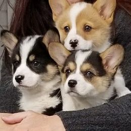 Pembroke Welsh Corgi Puppies from Half Hitch Corgis