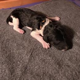 Girl 1 - female Poodle puppy in Blue Ridge, Georgia from Beltane Standard Poodles