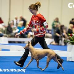 "At The Nationals in Orlando Dec 2022" Peruvian Inca Orchid All Grown Up from Calypso Kennel