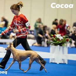 "At The Nationals in Orlando Dec 2022" Peruvian Inca Orchid All Grown Up from Calypso Kennel
