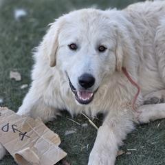 Gus Gus - White male Colorado Mountain Dog puppy in Chino Valley, Arizona from Big Sky Acres