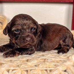 Hoka - Chocolate female Australian Labradoodle puppy in Decatur, Alabama from Southern Meadows Doodles
