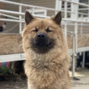 Chrissi - Eurasier