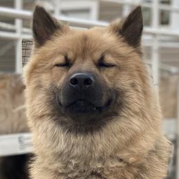 Chrissi - Eurasier