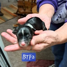 Girl 1 - Black tri female Miniature Australian Shepherd puppy in Elgin, Oregon from LongMile Aussies