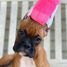 Boxer Puppies from Archangel Boxers