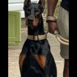 Cain - Doberman Pinscher