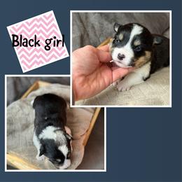 Black Collar - Black and tan female Pembroke Welsh Corgi puppy in Glenwood, Minnesota from Minnewaska Corgi Co