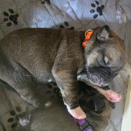 Fiona - Red female Spanish Mastiff puppy in Prosperity, Pennsylvania from Prosperity Guardians