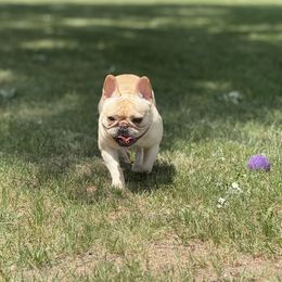 Daphne - French Bulldog