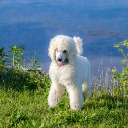 Poodle Puppies from Wispynook Poodles