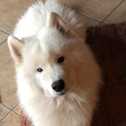 Samoyed All Grown Up from Galaxy Samoyeds