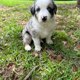 Smudge - Blue merle female Australian Shepherd puppy in Tallahassee, Florida from H&H Red Gate Farm