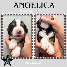 Angelica (Pink collar) - Tri-color female Bernedoodle puppy in Boiling Springs, South Carolina from OlliePups, LLC