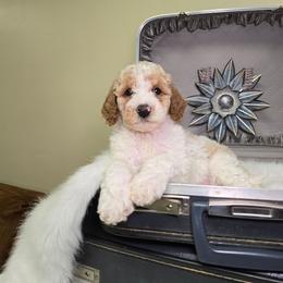Thumper - Parti male Goldendoodle puppy in Woodburn, Indiana from Lengachers Cuddly Doods