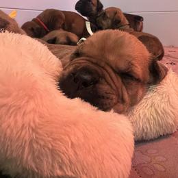 Boerboel Puppies from Southern Pride Boerboels