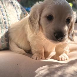 Tony - Dapple male Dachshund puppy in Forsyth, Georgia from Momma B’s Doxies