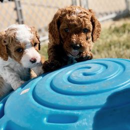 Cavapoo Puppies from Cedar Sprout Puppies
