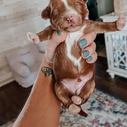 Aussiedoodle and Goldendoodle Puppies from Mackedoodles