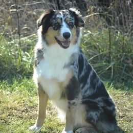 Paisley  - Australian Shepherd
