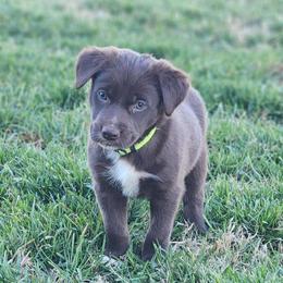 Lime Boy - White and red male Border Collie puppy in Shelbyville, Tennessee from C Horns Ranch Border Collies