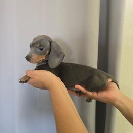 Yellow male - Blue and tan male Dachshund puppy in Hesperia, California from VOM HAUSE Imperial