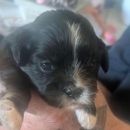Jasmine - Brown female Lhasa Apso puppy in Fort Worth, Texas from Cynthia's Lhasa Apsos