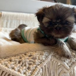 Shih Tzu Puppies from Purse Pup Shih Tzus