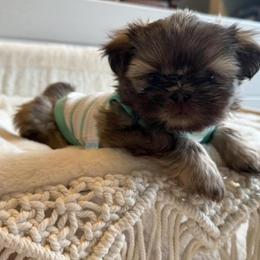 Shih Tzu Puppies from Purse Pup Shih Tzus